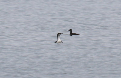 Pacific Loon