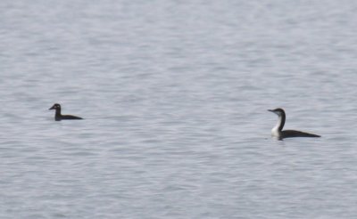 Pacific Loon