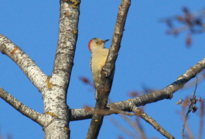 Red-bellied Woodpecker - Ashland Co. WI