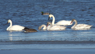 Tundra Swans