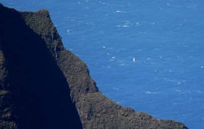 White-tailed Tropicbird