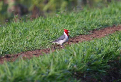 Red-crested Cardinal