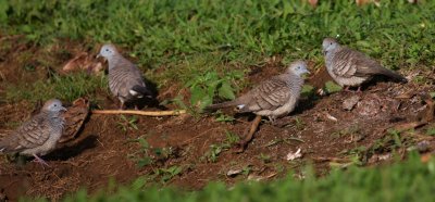 Zebra Doves