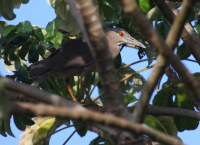 Black-crowned Night Heron