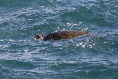 Green sea turtle