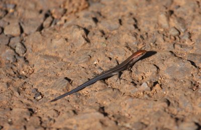 Skink