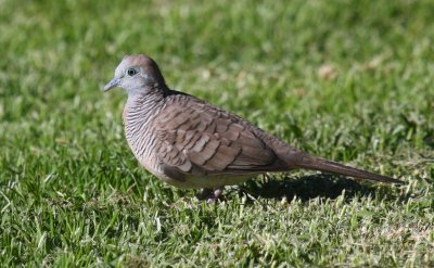 Zebra Dove