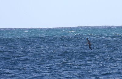 Laysan Albatross