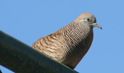 Zebra Dove