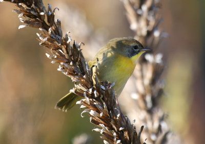 Common Yellowthroat