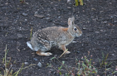 easterncottontail6643.jpg