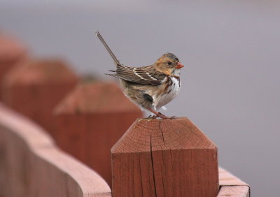 Harris's Sparrow