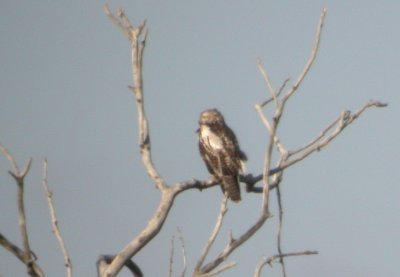 Red-tailed Hawk