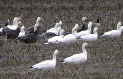 Ross's, Snow, and Cackling Geese