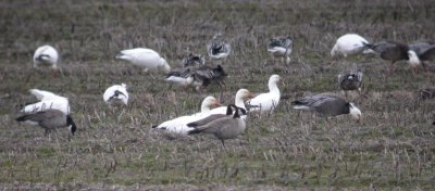 Cackling and Snow Geese