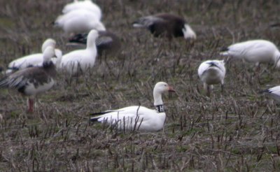 Snow Goose with neckband