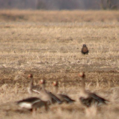 Red-tailed Hawk