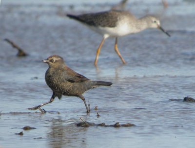 Rusty Blackbird