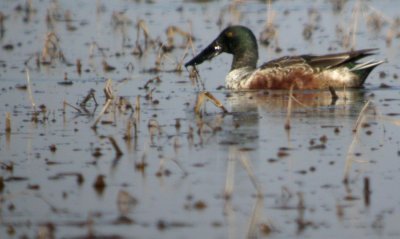 Northern Shoveler