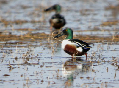 Northern Shoveler