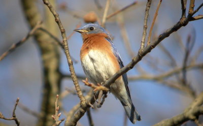 Eastern Bluebird