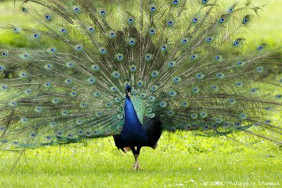 Paon - Peacock