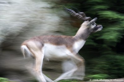 Antilope cervicapra - Antelope