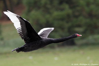 Cygne noir - Blak swan