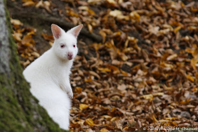 Wallaby albinos