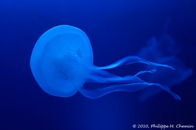 Mduse - Jellyfish