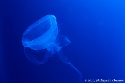 Mduse - Jellyfish