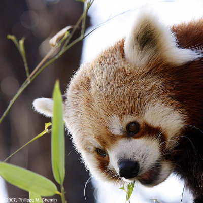 Le petit Panda - Red Panda