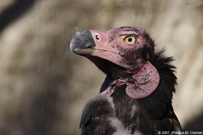 Vautour de Pondichery - Pondichery vulture