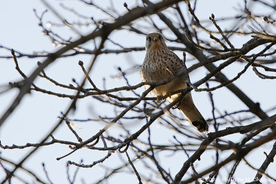 Gallery : : Faucon crecerelle - Kestrel