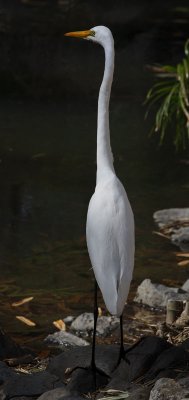 Intermediate Egret