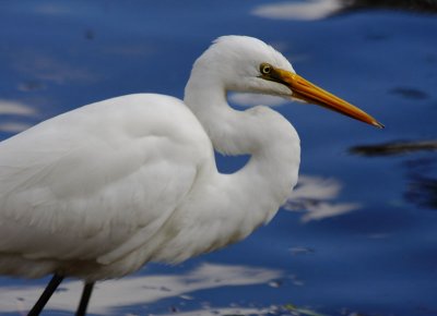 Intermediate Egret