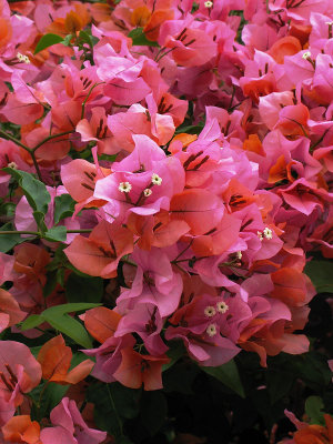 Bougainvillea