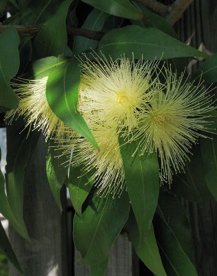 Flowering Eucalypt