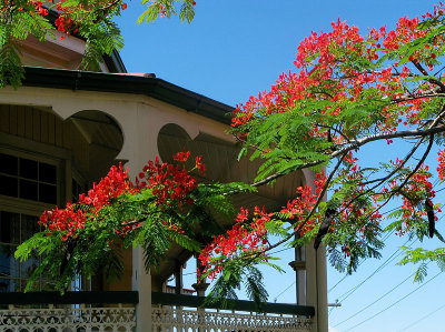 Poinciana