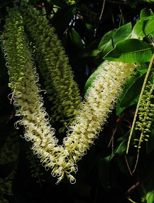 A flowering tree