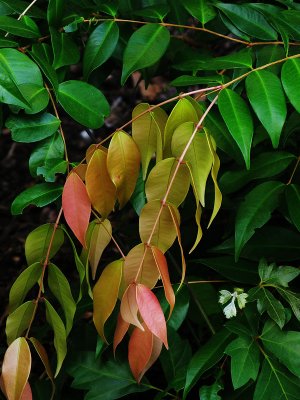 Lillipilli leaves