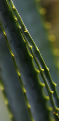 Aloe