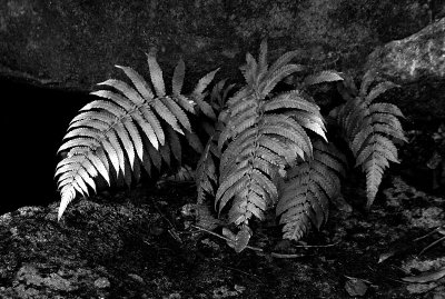 Ferns