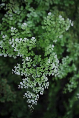 Maidenhair Fern