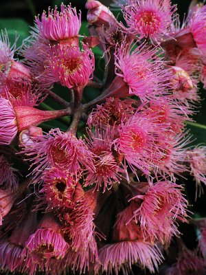 Eucalypt Flowers