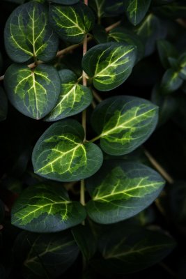 Variegated Groundcover