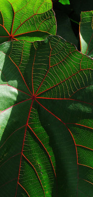 Makoranga Leaves