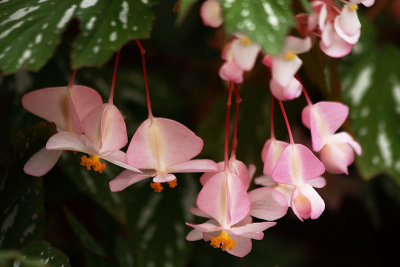 Begonia