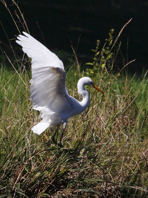 Intermediate Egret