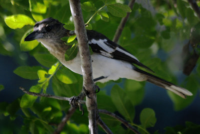 Pied Butcherbird (Juvenile)